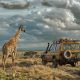 crossroad-car-safari-scene
