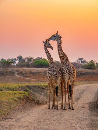 A herd of giraffes walking through the grass into the wild during sunset