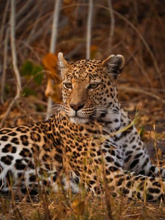vertical-shot-leopard-its-habitat-safari-okavanga-delta-botswana